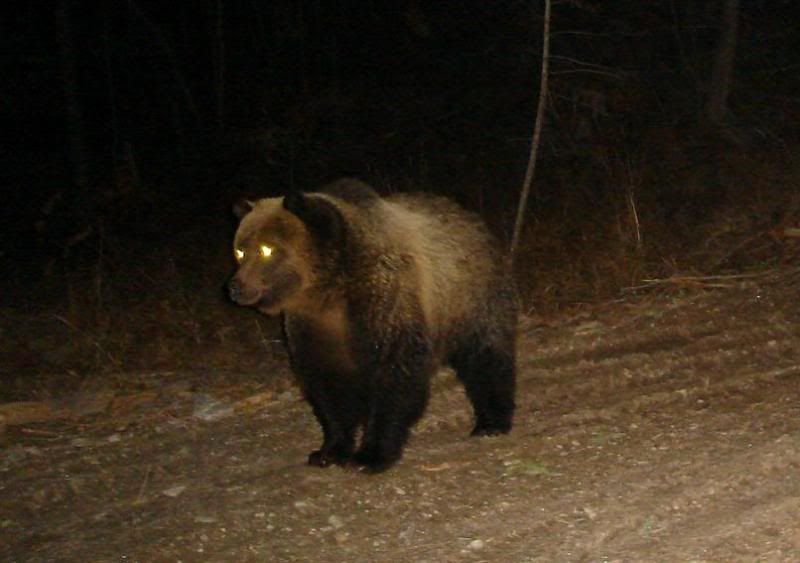 trhse_griz3.jpg