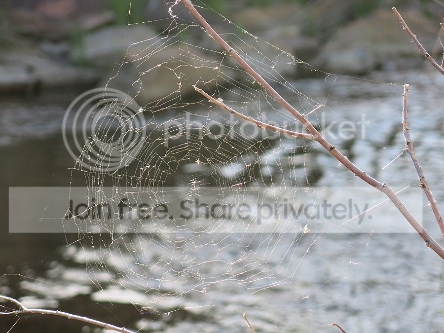Spiderweb5-29-14_zpsc9ab886a.jpg