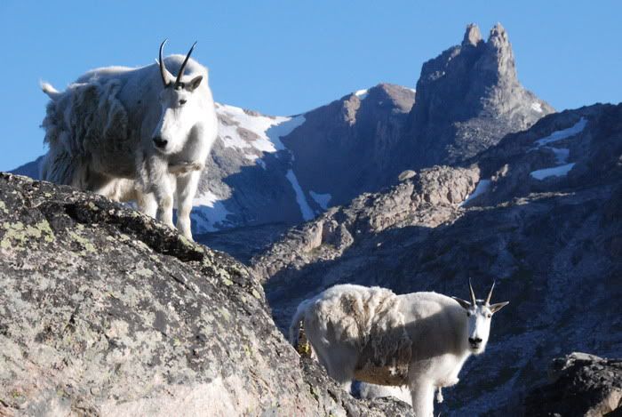 mtngoat17.jpg