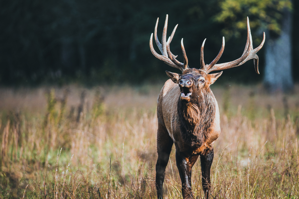 freerangeamerican.us