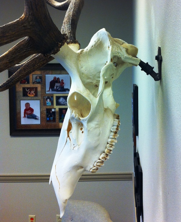 elk_skull_mount2.jpg