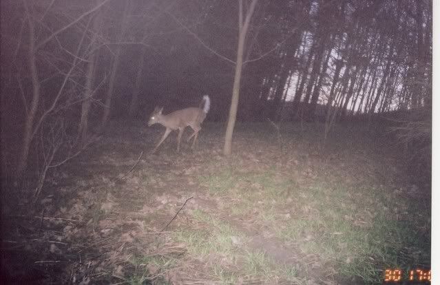 deer7.jpg