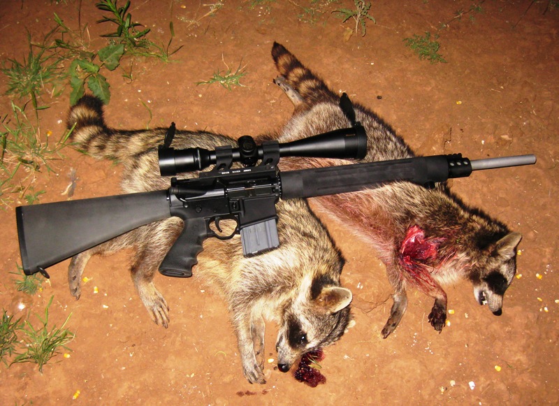 raccoons.jpg