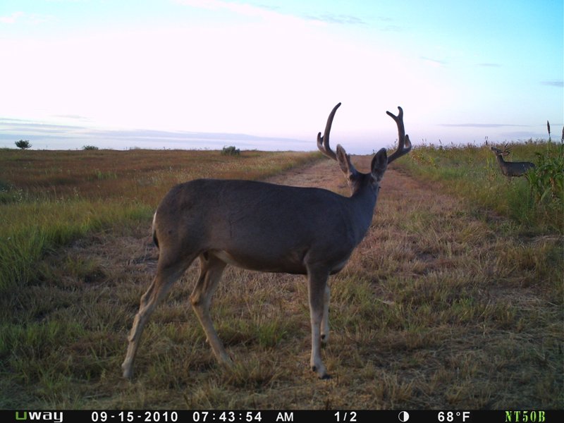 2_backyard_bucks.jpg