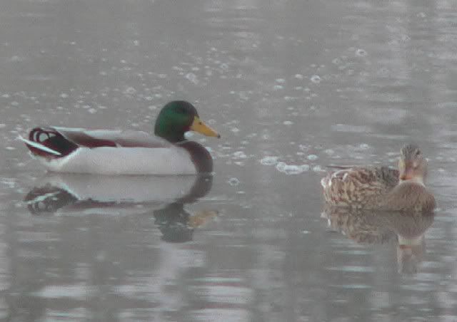 MallardDucks.jpg