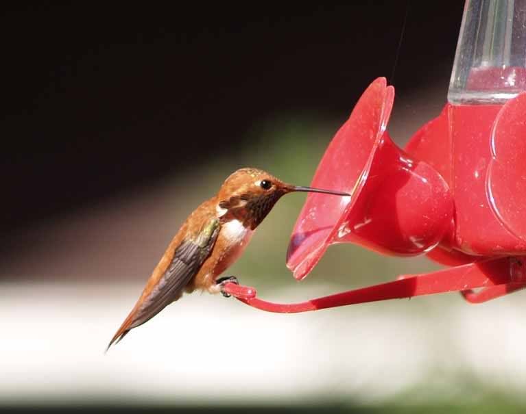 hummingbird2.jpg