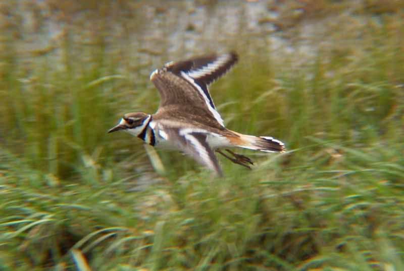 killdeer4.jpg