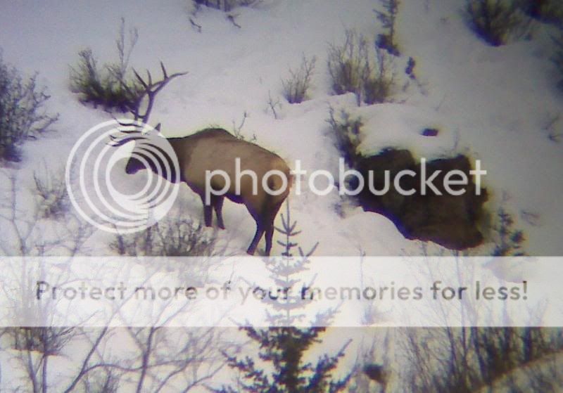 winterelk2.jpg
