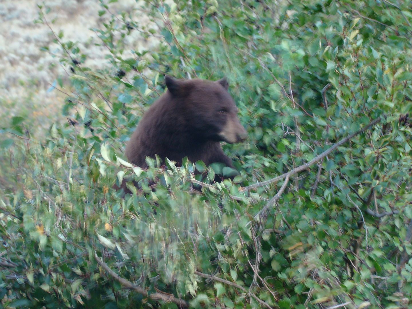DSC00541_zpsyflikoeq.jpg