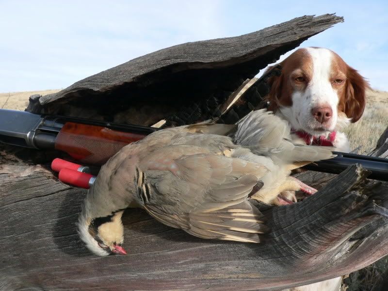 Chukar2006-11-22.jpg