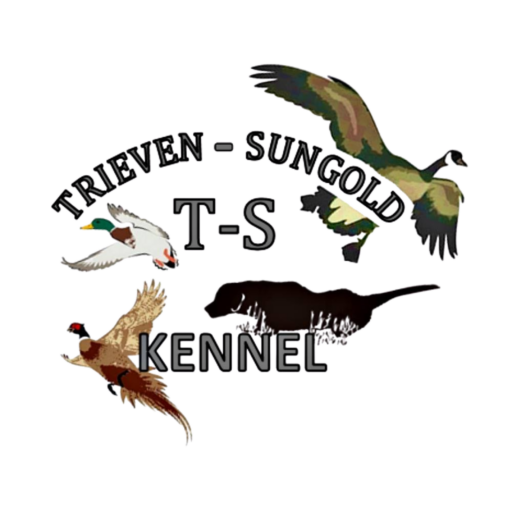 trievensungoldkennels.com