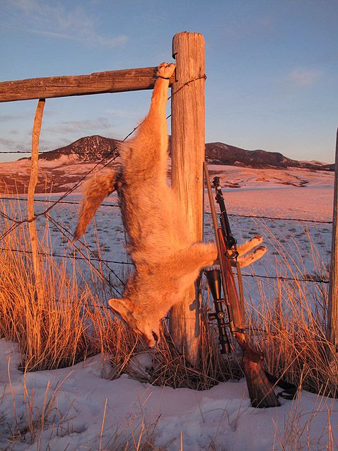 TroyCoyote12-15-12D_zps8fc7fd1e.jpg