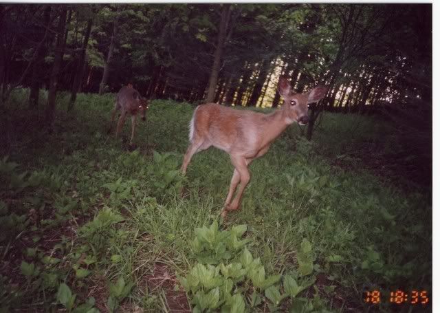 deer24.jpg