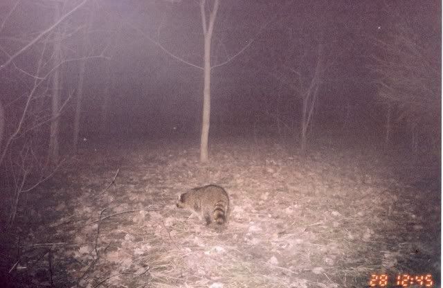 coon.jpg