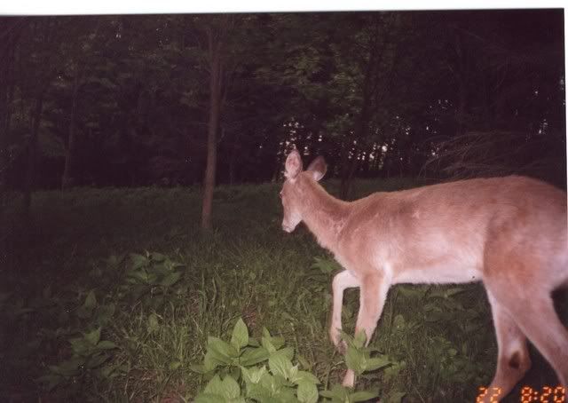 deer22.jpg