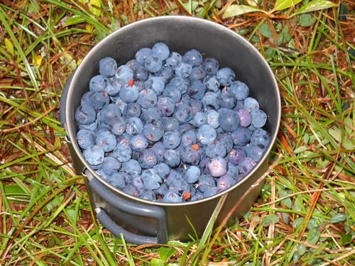 blueberries.jpg
