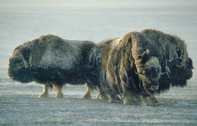 muskox.jpg