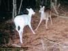 whitedeer.jpg