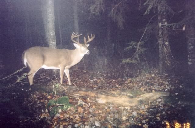 CanadianBuck.jpg