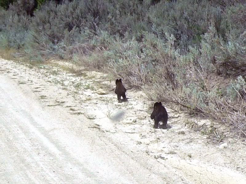 RunningBears2.jpg