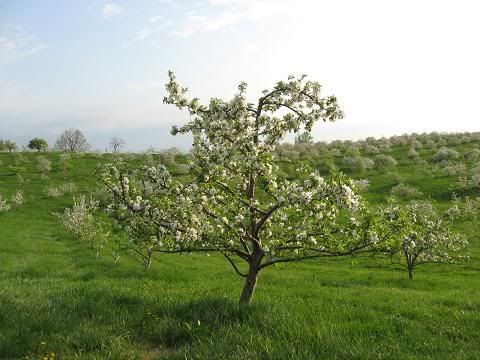 shews426appleblossum.jpg