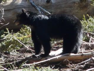 P1020211-1.jpg