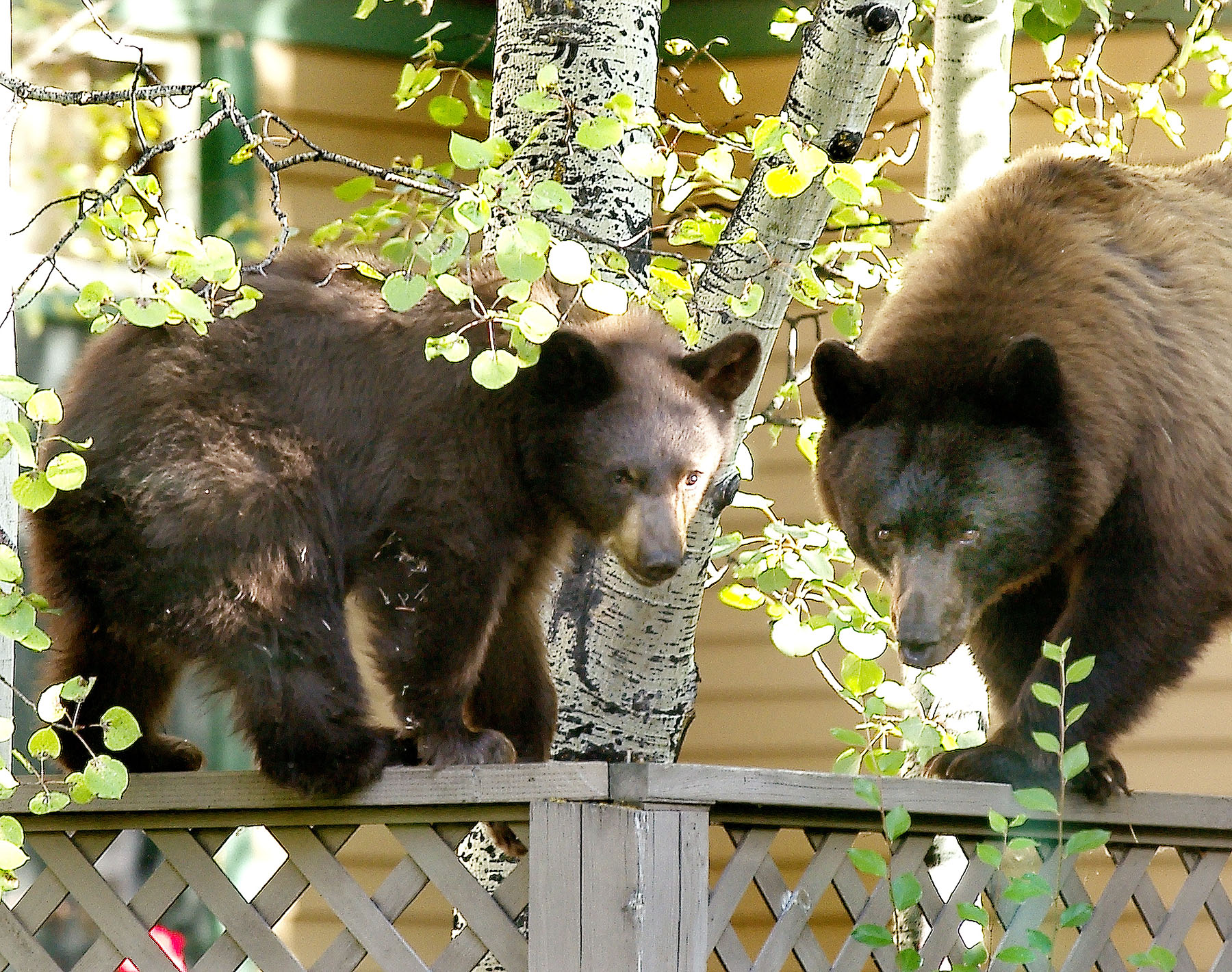 bearwise.org.