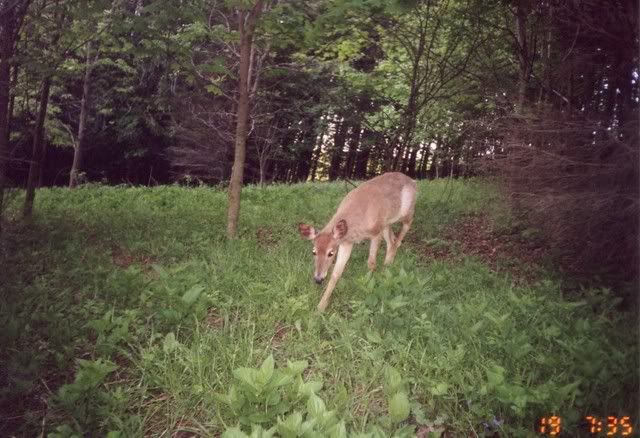 deer20.jpg