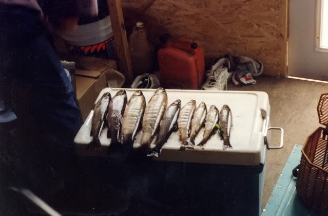 Quebectrout.jpg