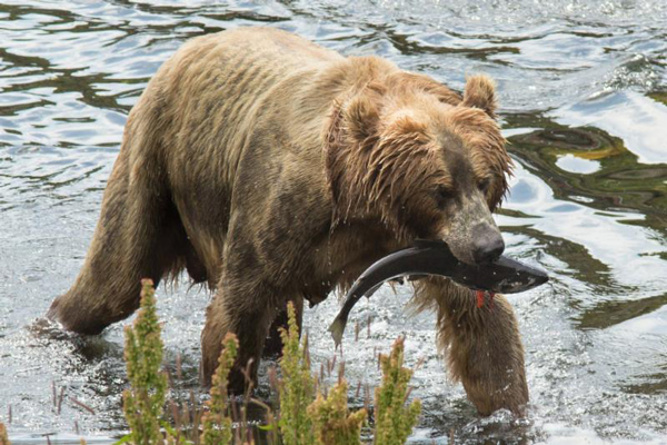 sportingclassicsdaily.com