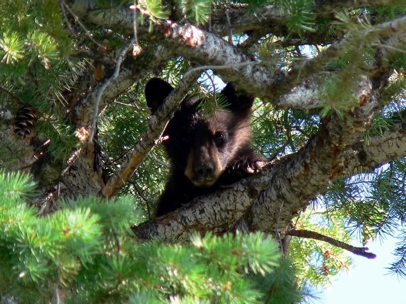 Bear7.jpg