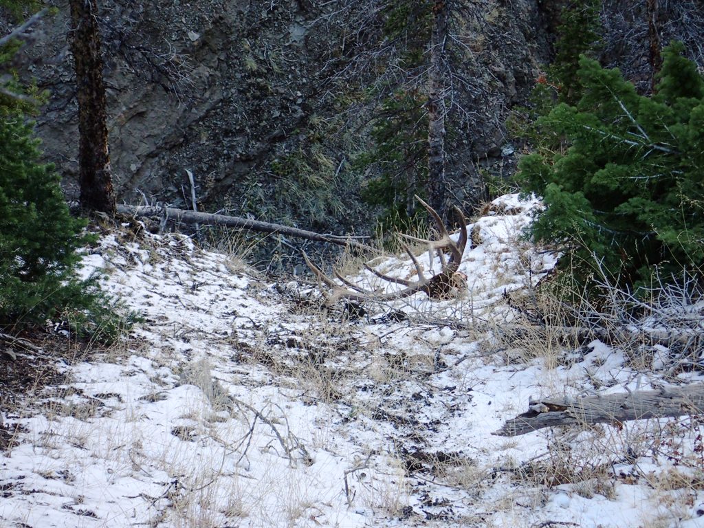day4_antlers_cliff.jpg