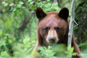 bearwise.org.