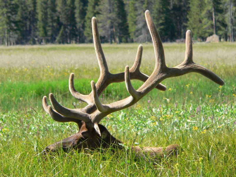 ElkYS064.jpg