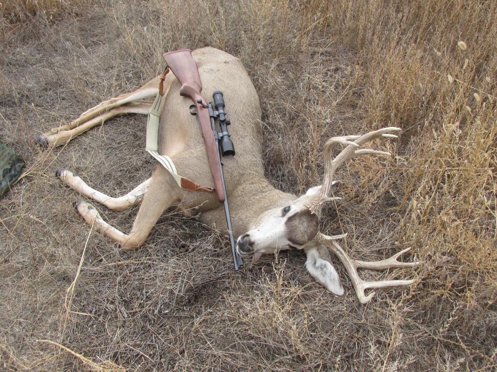 muledeer2014121_zps6217698f.jpg