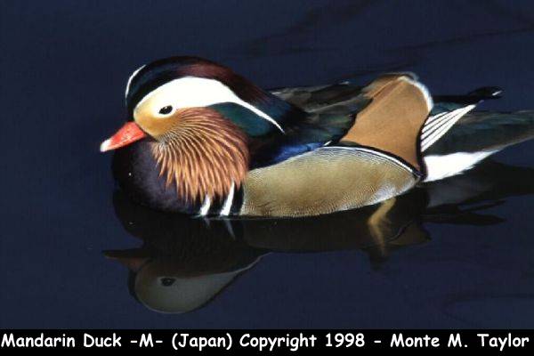 duck_mandarin_male2.jpg