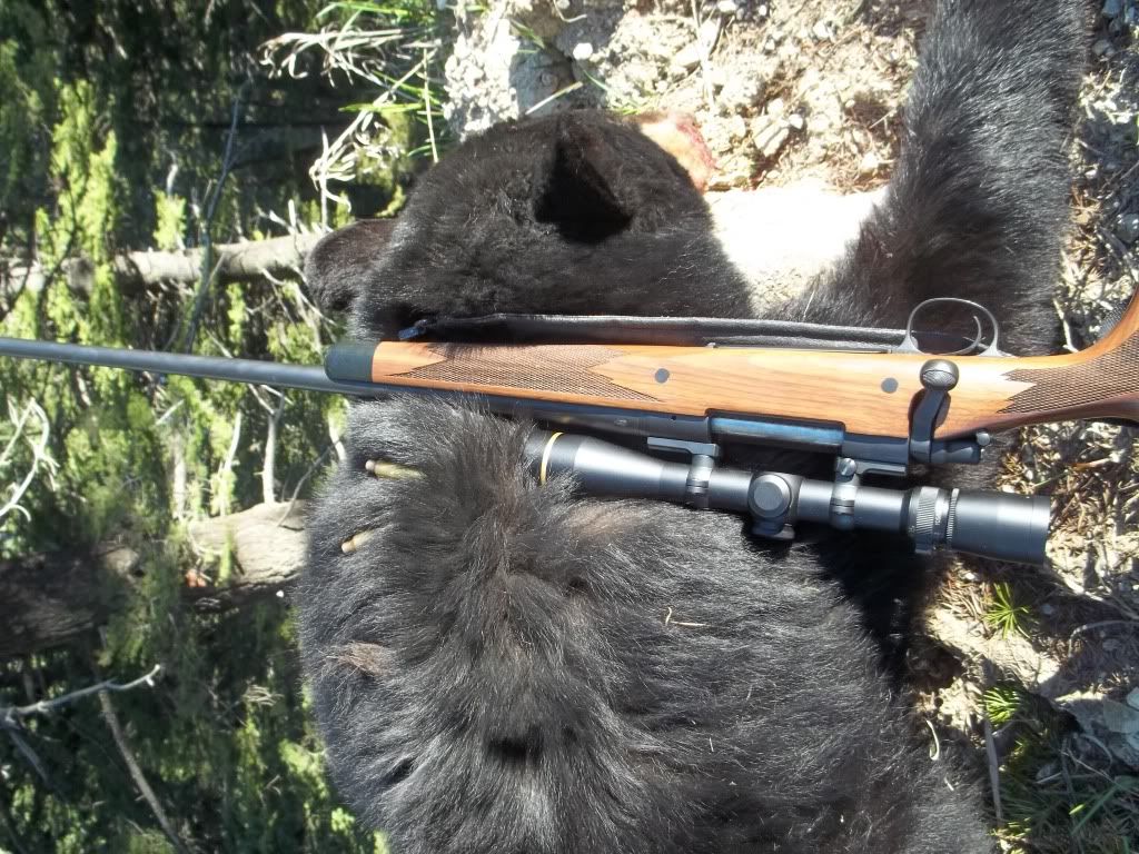 Springbear2011007.jpg