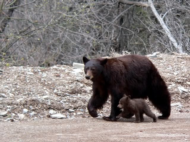 Bear3.jpg