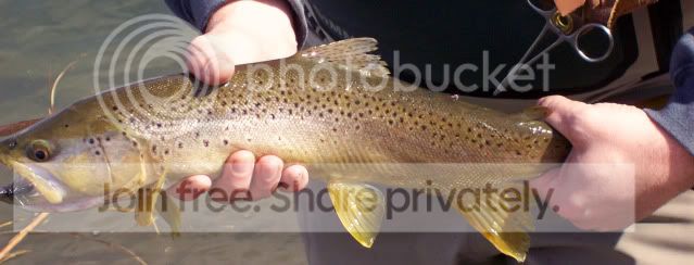 closeupbrown.jpg