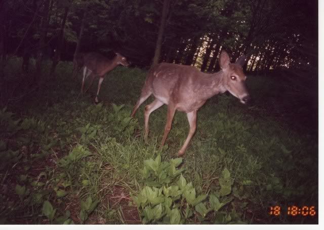 deer23.jpg