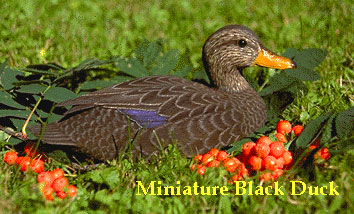 blkduck-m.jpg