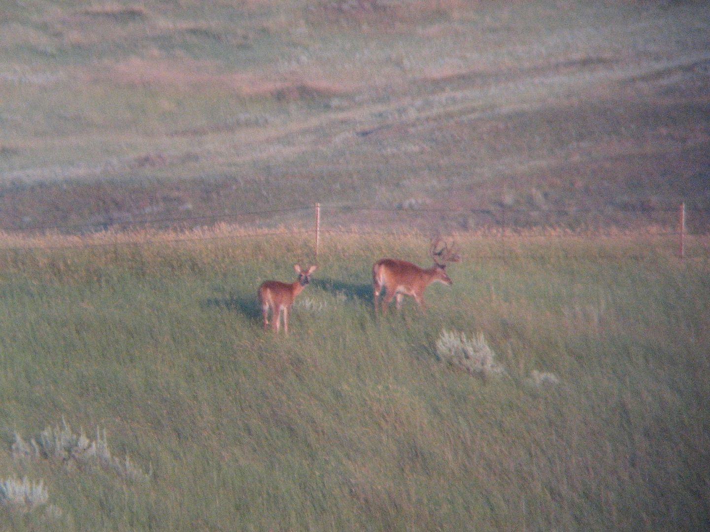 whitetailbucks8-4-10010.jpg