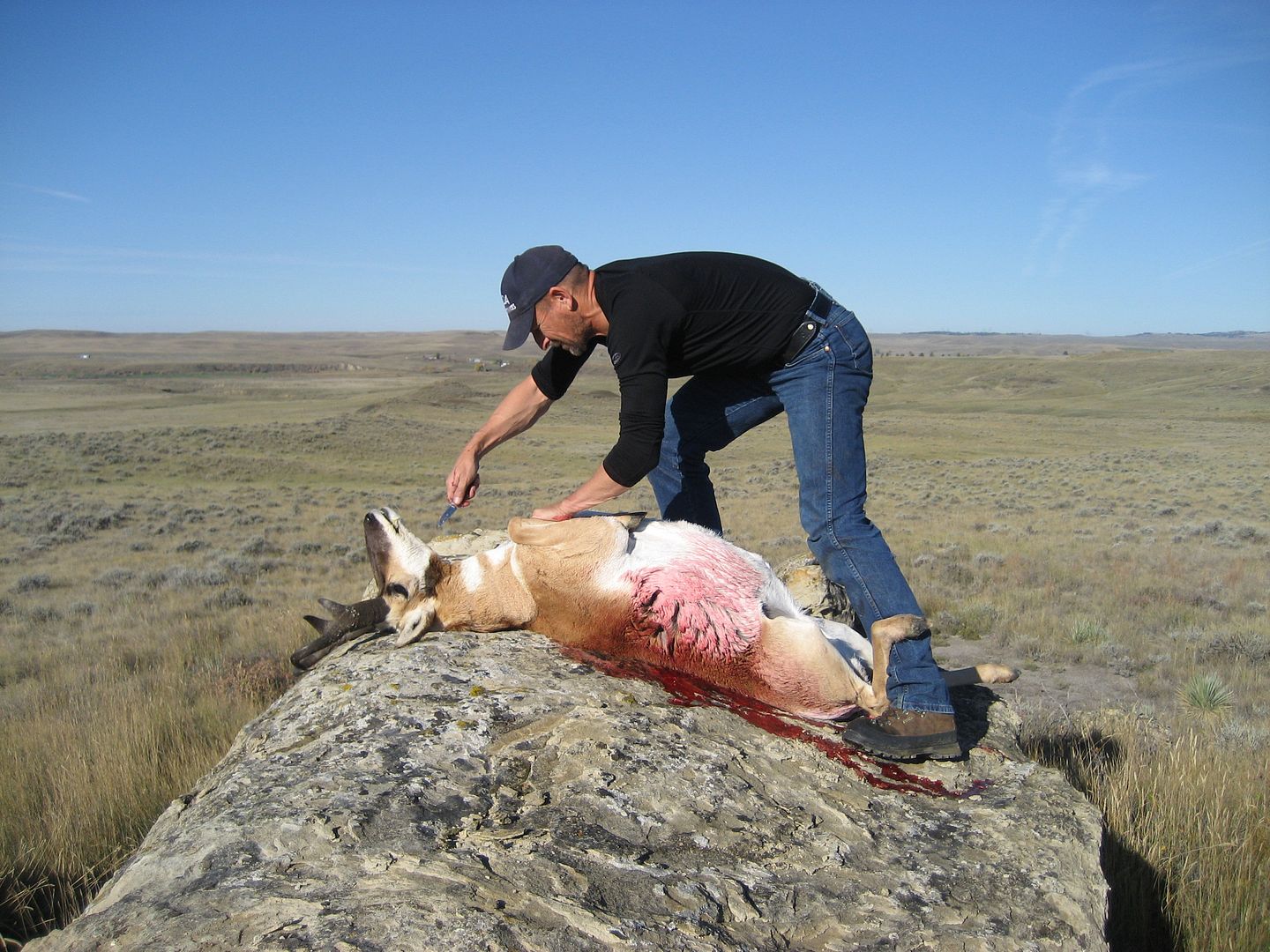 antelope2010036.jpg