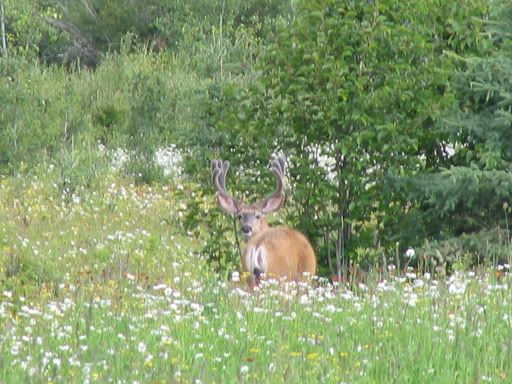 2005Mulies014.jpg