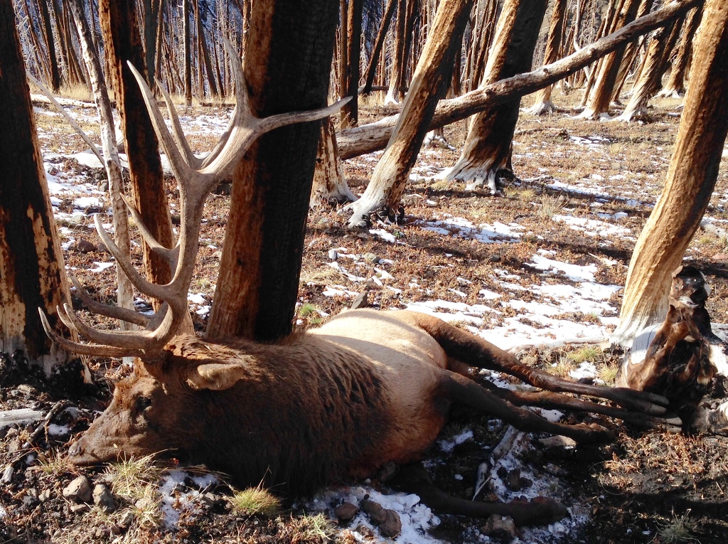 2014_Wyoming_Elk_001.jpg