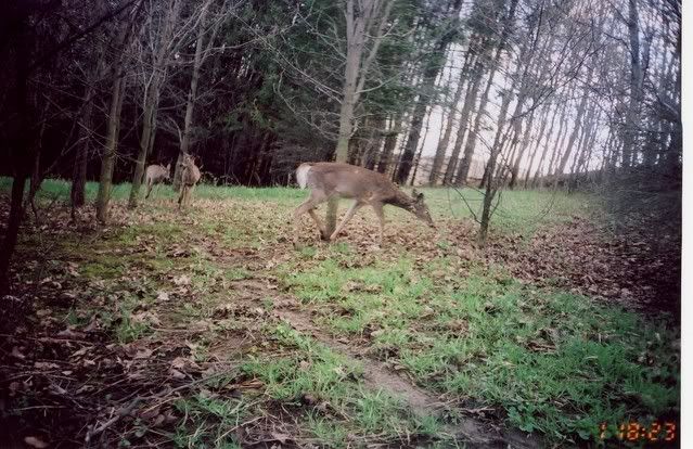 deer6.jpg