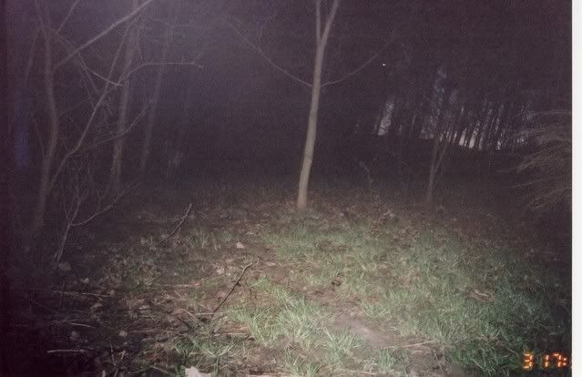 deer2.jpg