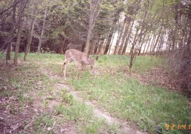 deer36.jpg
