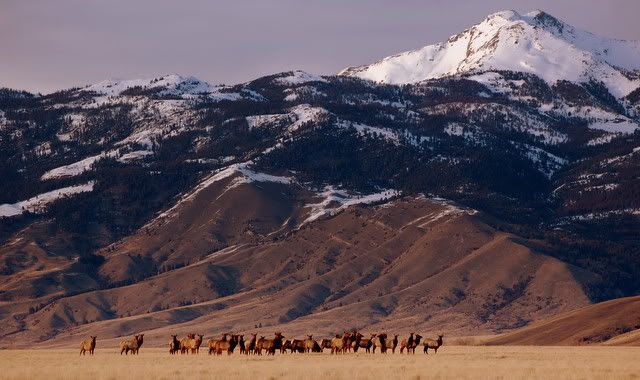 elkmigration052-1.jpg