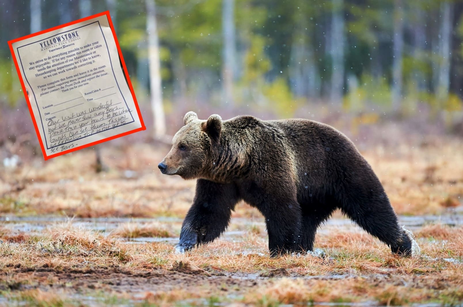 unofficialnetworks.com